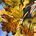 Watching the Leaves Turn – Greenbelt National Park, Greenbelt, Maryland