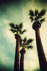 the leland palms
