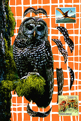 spotted owl with curly brackets