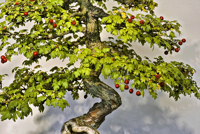 Bonsai English Hawthorn – National Arboretum, Washington D.C