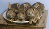 A plate of bunnies