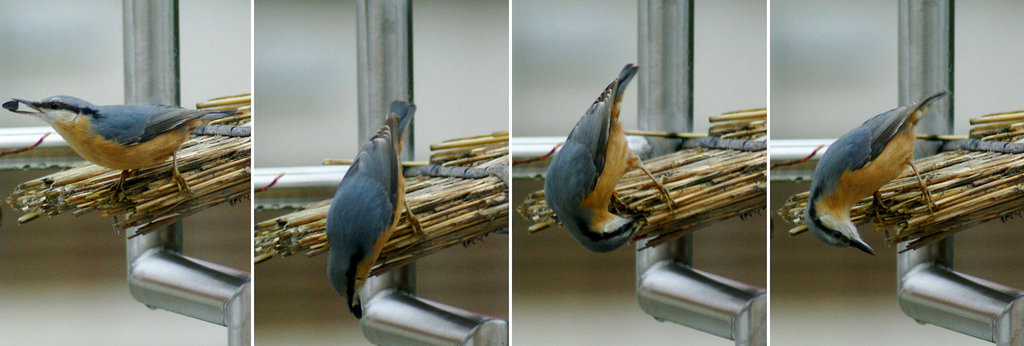An Eurasian Nuthatch (Kleiber) masked as Zorro,  hiding his booty. ©UdoSm