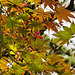 Japanese Maple – National Arboretum, Washington DC