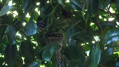 Grey Fantail with young