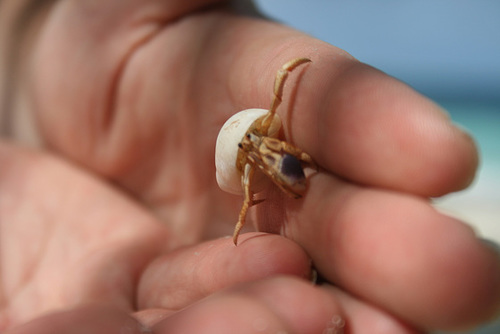 Hermit crab