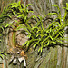 "Sugi" Cypress – National Arboretum, Washington DC