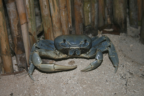 Crab