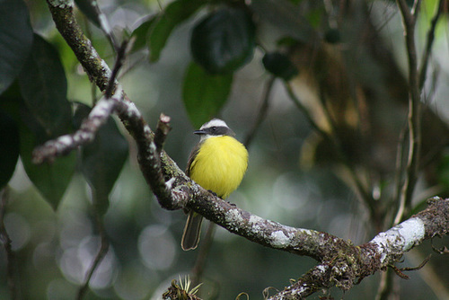 Unidentified, but very cute, bird