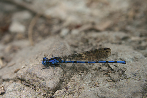 Magnificent blue dragonfly