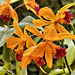 Orange and Red Orchids – Phipps Conservatory, Pittsburgh, Pennsylvania