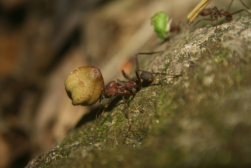 Hard working ant