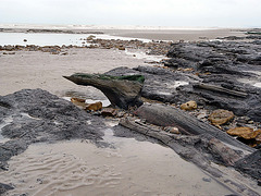 Prehistoric Wood Low Tide