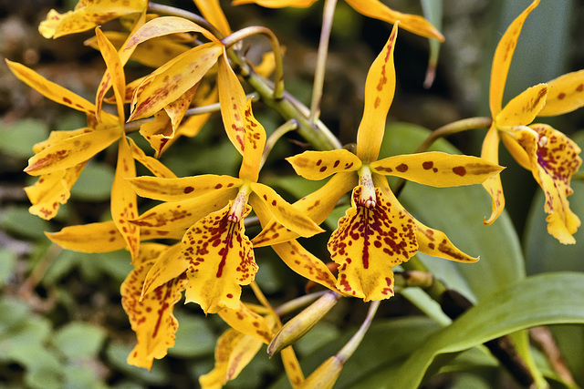 "Gold Digger" Orchids – Phipps Conservatory, Pittsburgh, Pennsylvania