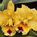"Lemon Chiffon" Orchid – Phipps Conservatory, Pittsburgh, Pennsylvania