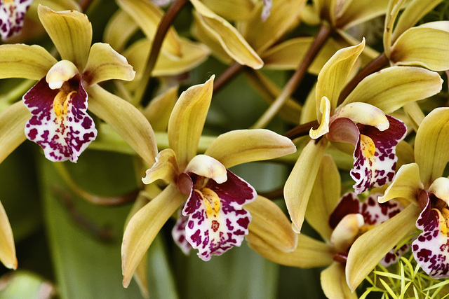 "Tom Thumb" Orchid – Phipps Conservatory, Pittsburgh, Pennsylvania