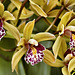 "Tom Thumb" Orchid – Phipps Conservatory, Pittsburgh, Pennsylvania