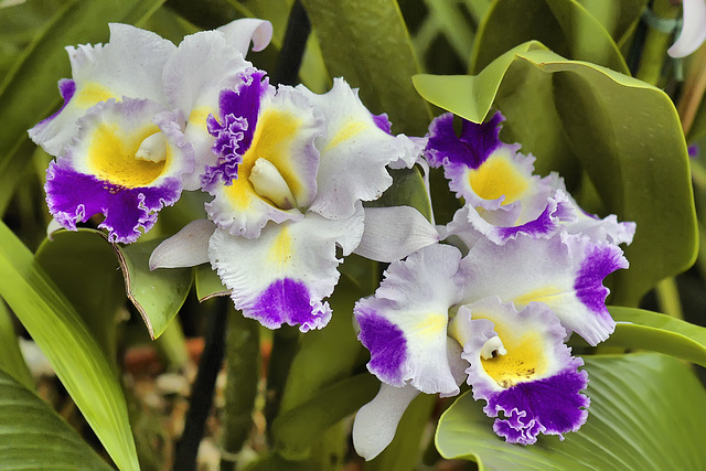 "Grand Illusions" Orchid – Phipps Conservatory, Pittsburgh, Pennsylvania