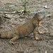 A pet iguana