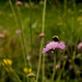 bee on scabious