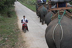 Rural traffic jam