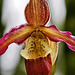 "Sorcerer's Apprentice" Orchid – Phipps Conservatory, Pittsburgh, Pennsylvania