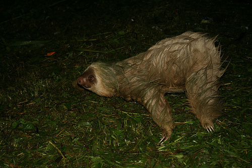 A Wet Sloth
