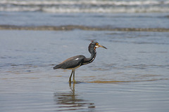 Little Blue Heron