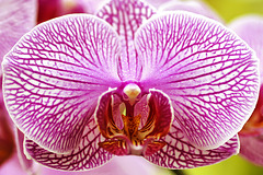 Phalaenopsis "Frank Sarris" – Phipps Conservatory, Pittsburgh, Pennsylvania