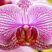 Phalaenopsis "Frank Sarris" – Phipps Conservatory, Pittsburgh, Pennsylvania