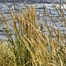 Tall Grass by the Rapids – Parc des Rapides, Ville LaSalle, Montréal, Québec