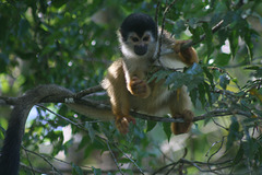 Gorgeous squirrel monkey
