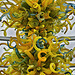 "Goldenrod, Teal and Citron" Chandelier – Entrance Hall, Phipps Conservatory, Pittsburgh, Pennsylvania