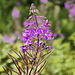 Spider Flower – Franconia Notch, New Hampshire
