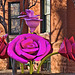 Roses from 58th Street, NYC – 21st Street at Q Street N.W., Washington D.C.