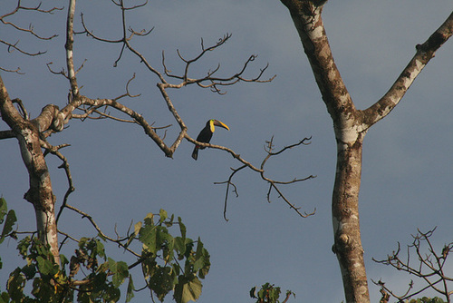 Toucan in the sun