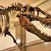 What Big Teeth You Have – Carnegie Museum of Natural History, Pittsburgh, Pennsylvania