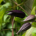 clematis buds