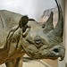 Hook-lipped Rhinoceros – Carnegie Museum of Natural History, Pittsburgh, Pennsylvania