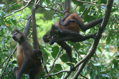 Monkey mums and bubs