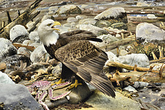 Bald Eagle Diorama – Carnegie Museum of Natural History, Pittsburgh, Pennsylvania