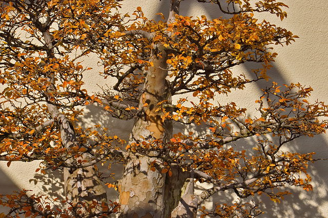 Bonsai Chinese Elm – National Arboretum, Washington D.C.