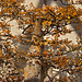 Bonsai Chinese Elm – National Arboretum, Washington D.C.