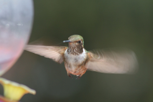 Long Exposure Hummmingbird