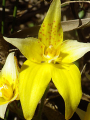 Cowslip Orchid (Caladenia flava)