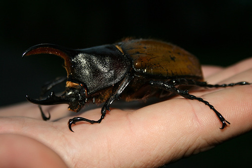 Hercules Beetle