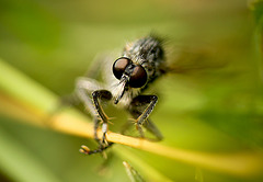 Robberfly Face
