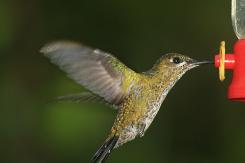 Hummingbird At A Feeder