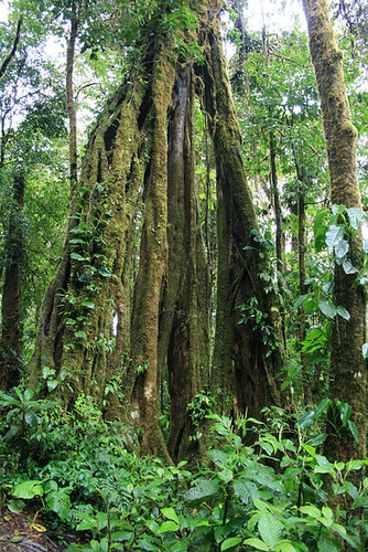 A Superb Tree