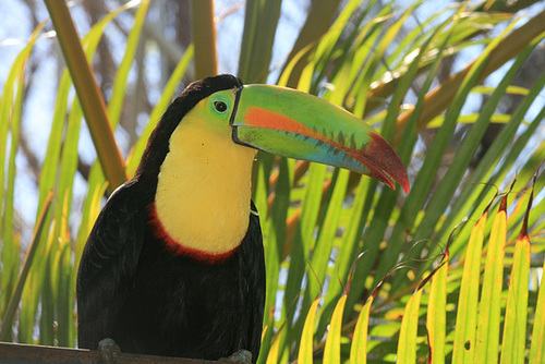 Keel-Billed Toucan