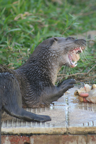 Frankie Enjoys A Treat